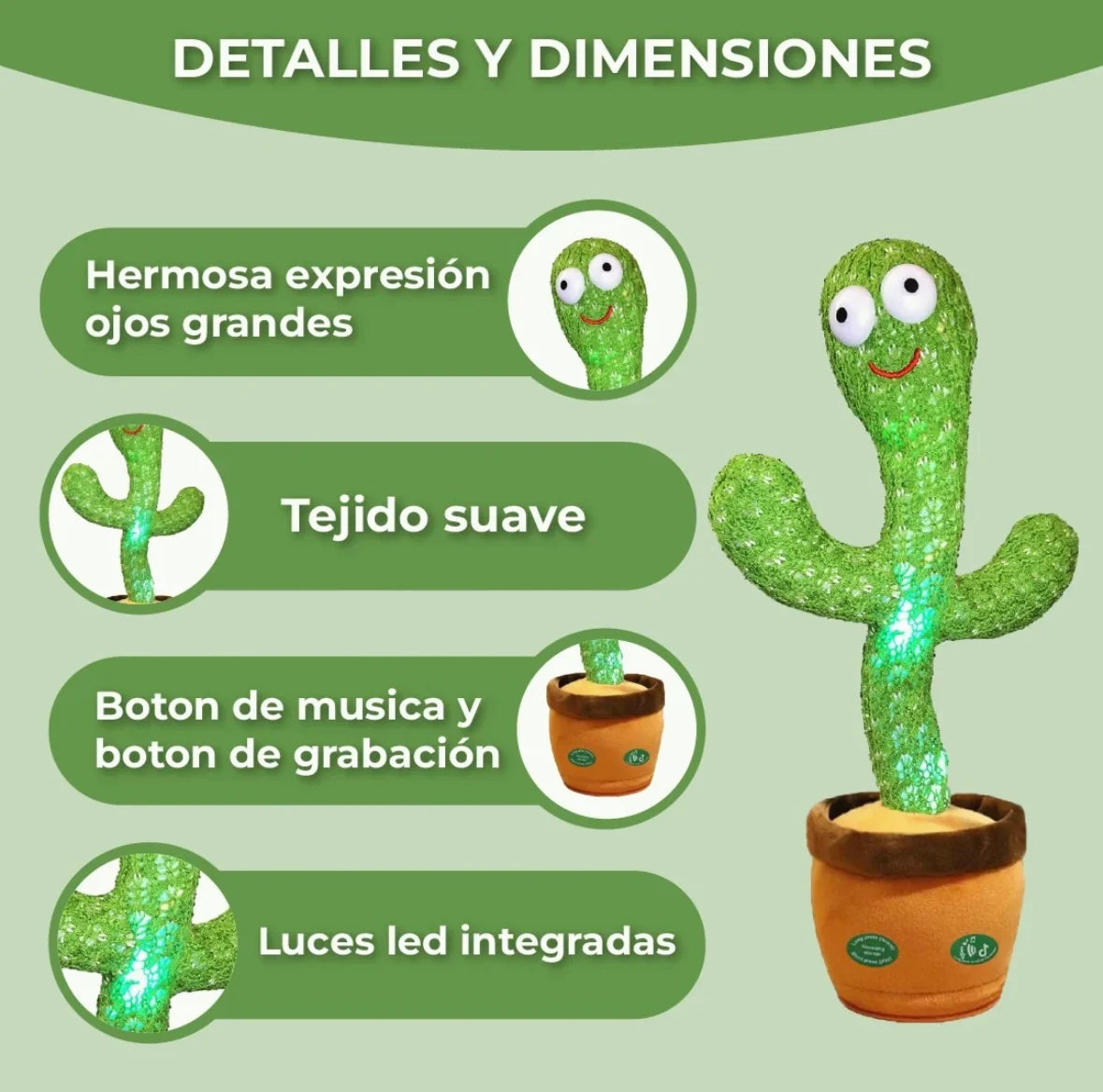 CACTUS BAILARÍN 🌵